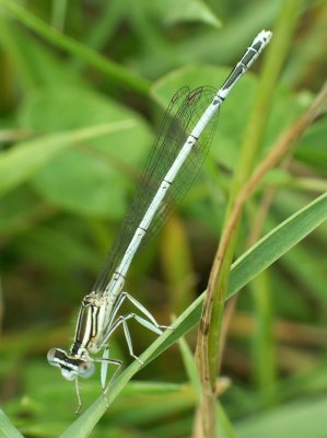 Libellule
