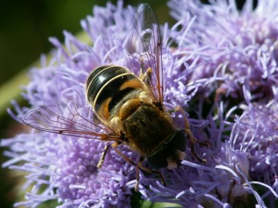 Syrphe