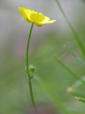 Bouton d'or
