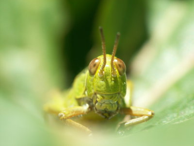 Portrait de sauterelle