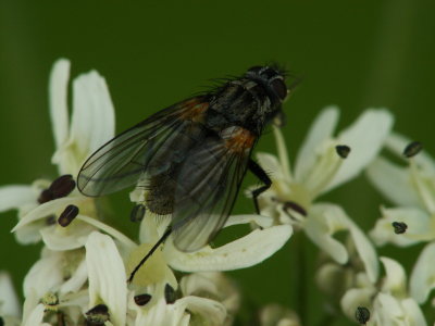 Mouche sur imprator