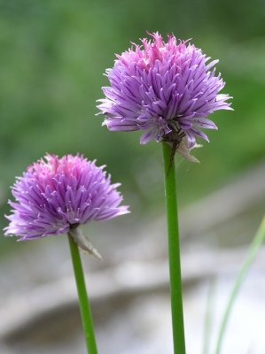 P7270043