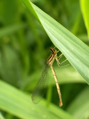 Demoiselle