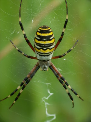 Argiope fasciee - Writing spider
