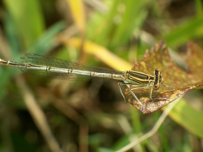 Libellule
