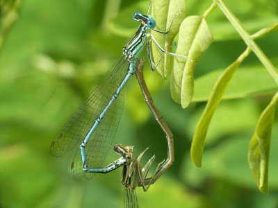 Accouplement