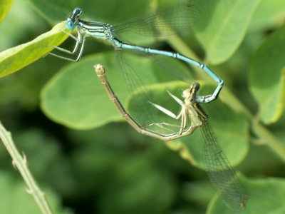 Accouplement - Coupling in life :  The female is bending her body to join base of male's abdomen