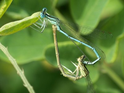 Unies en forme de coeur, l'accouplement peut durer des heures. Coupled together in heart, they can stay a few hours.