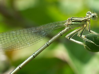 Agrion  larges pattes