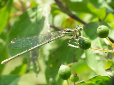 Libellule