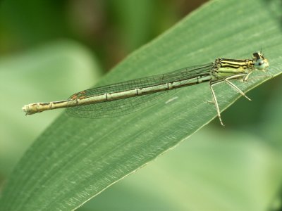 Libellule
