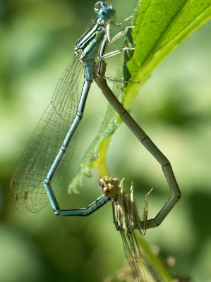 Accouplement
