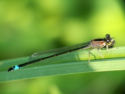Ischnure lgante immature