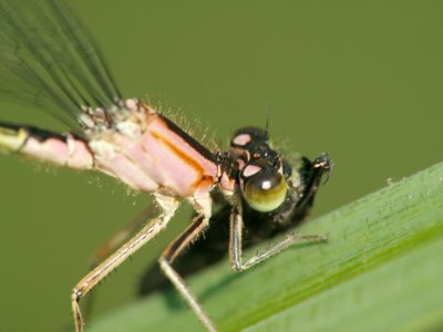 Ischnure lgante