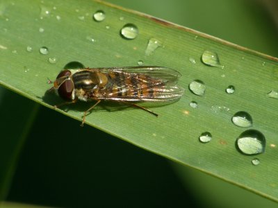 Abeille aux gouttes de pluie