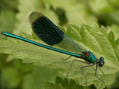 Caloptryx clatant