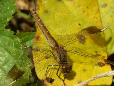 Sympetrum du Pimont