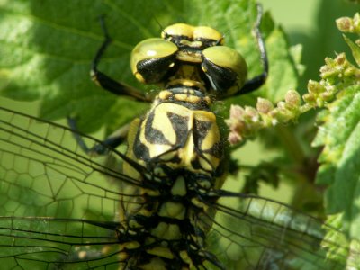Gomphus vulgatissimus