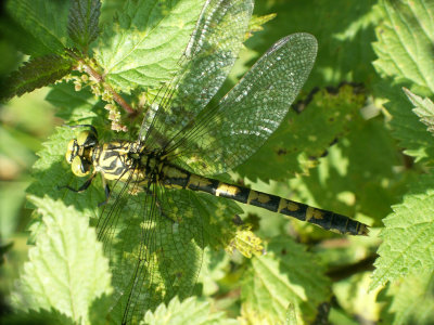 Gomphus vulgatissimus