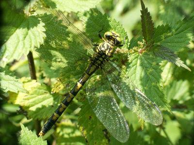 Gomphus vulgatissimus