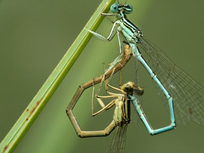Accouplement