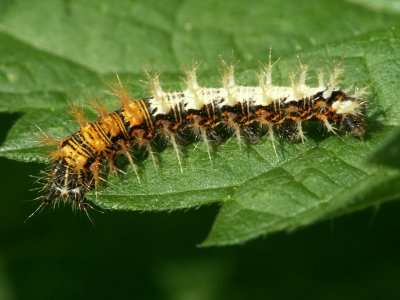 Chenille de Robert le Diable Poygonia's caterpillar
