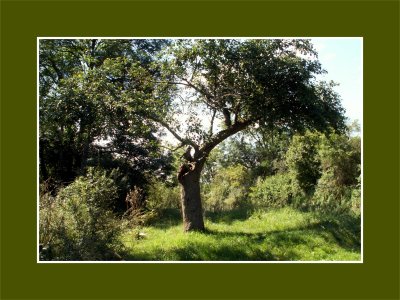 Le vieux pommier - The old apple-tree