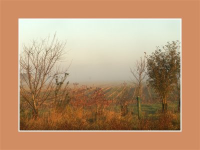 Couleurs automnales champtres - Autumnals colors in fields
