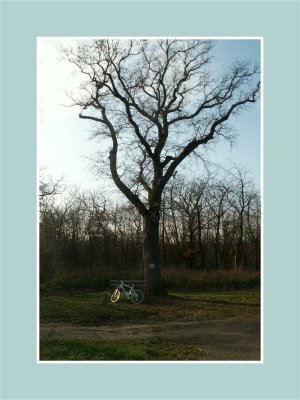 Le grand chêne - The great oak