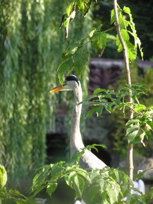 Berlin Zoo