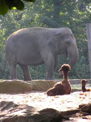 Berlin Zoo