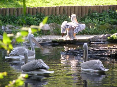 Berlin Zoo