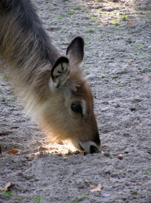 Berlin Zoo