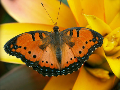 jardin des papillons