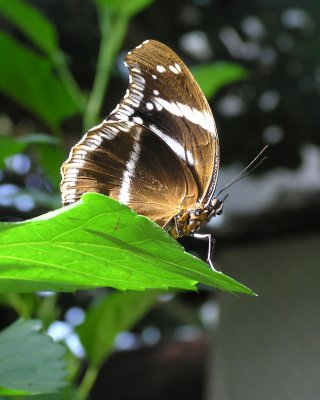 Jardin Papillons