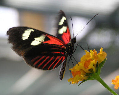 Jardin Papillons