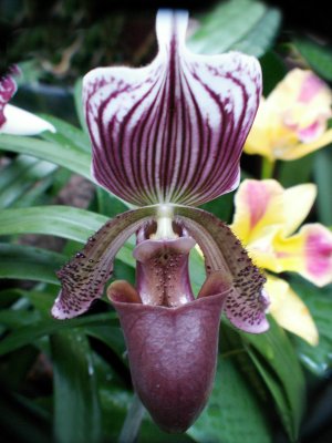 Orchide sabot de Vnus