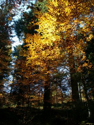 Couleurs d'automne. Autumn's colors