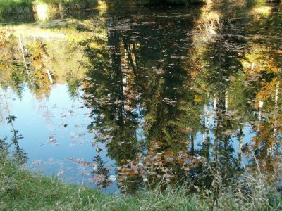 Reflets dans l'eau - Reflections in the water