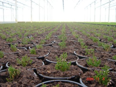Peat Utilization
