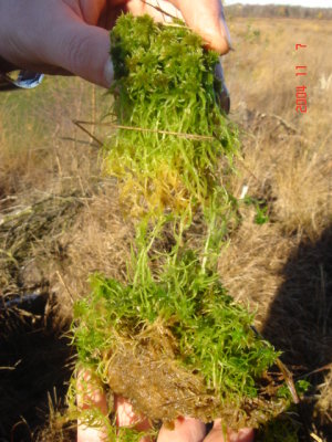 Sphagnum moss