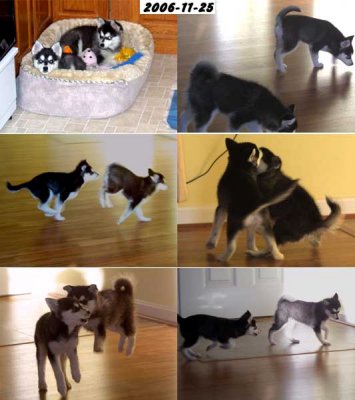 2006-11-25_FloorsKandiHalee.jpg