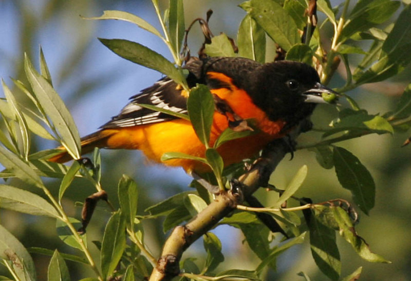 _MG_2892-oriole 3-900.jpg