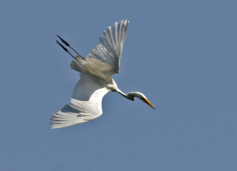 _MG_3488-aigrette--900.jpg