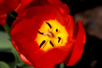 IMG_0162-tulipe-900.jpg