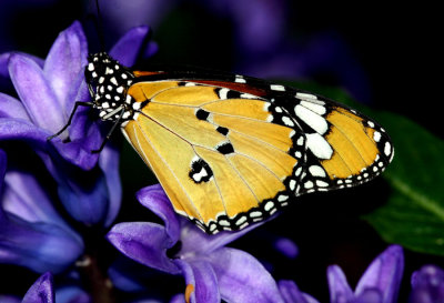 IMG_5111-papillon.jpg