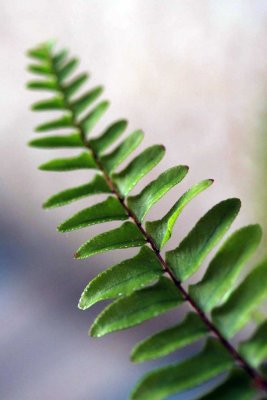 fern