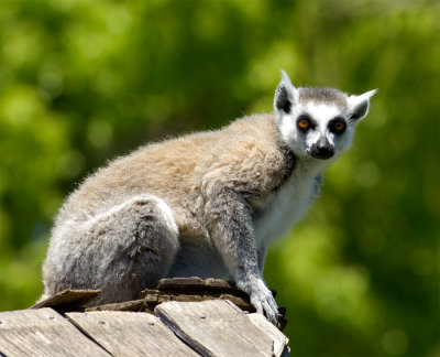 Alert lemur
