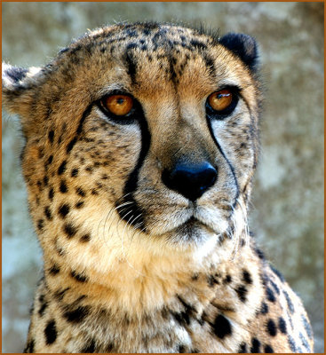 Cheeta portrait
