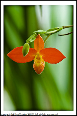 flora004.jpg